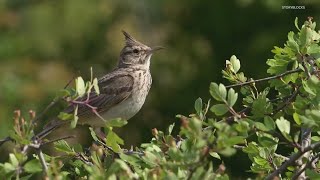 Groundbreaking new SIU research finds birds are staying awake longer in light polluted areas