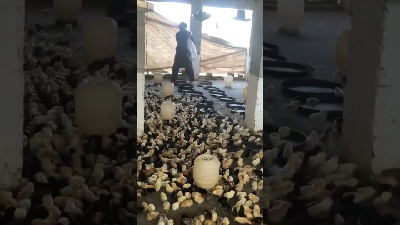 Chicken farming 