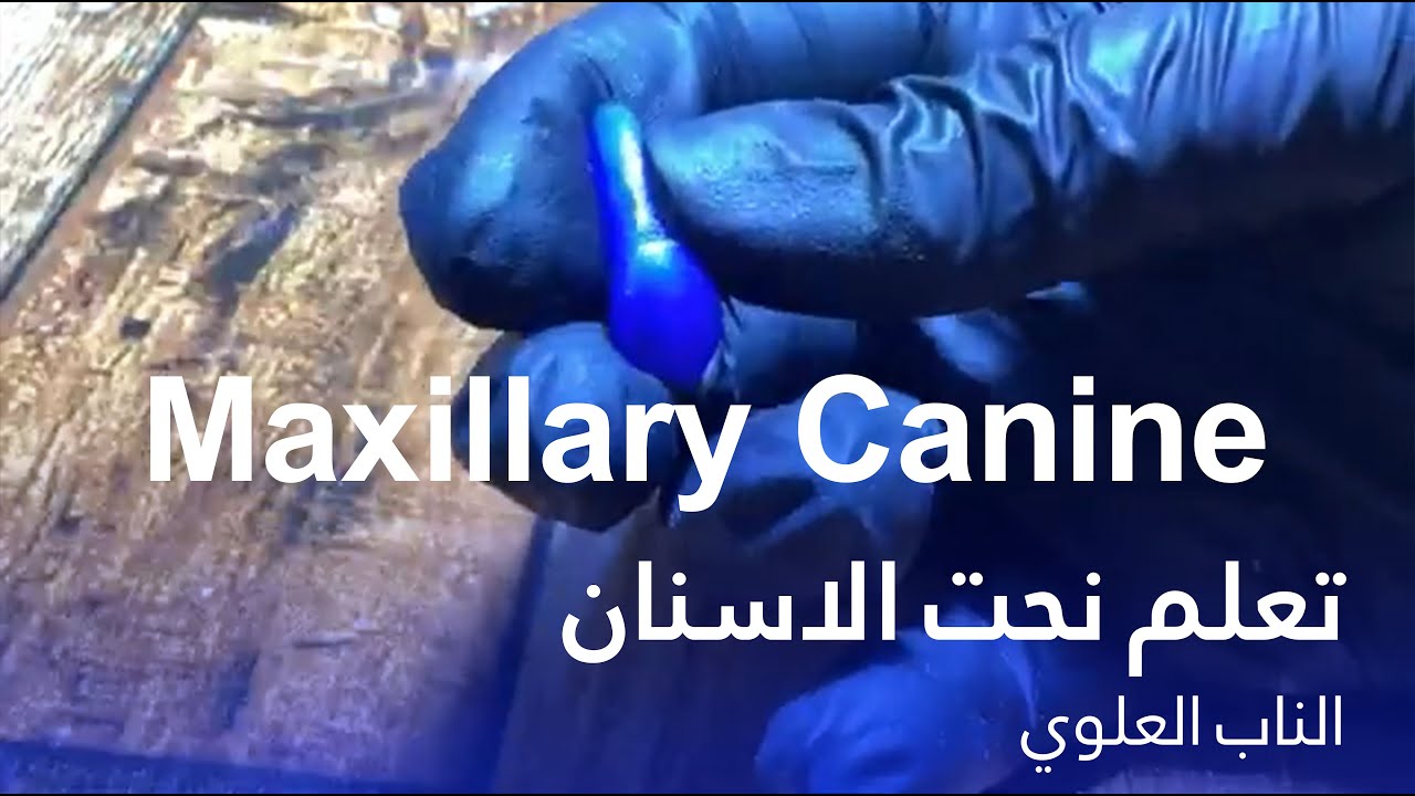 طريقة نحت السن الناب العلوي -  Carving Maxillary Canine