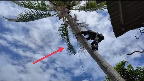 Cưa hai cây dừa ở tri tôn An Giang , Cưa cây kỹ thuật cao