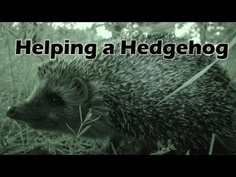 hedgehog night vision camera