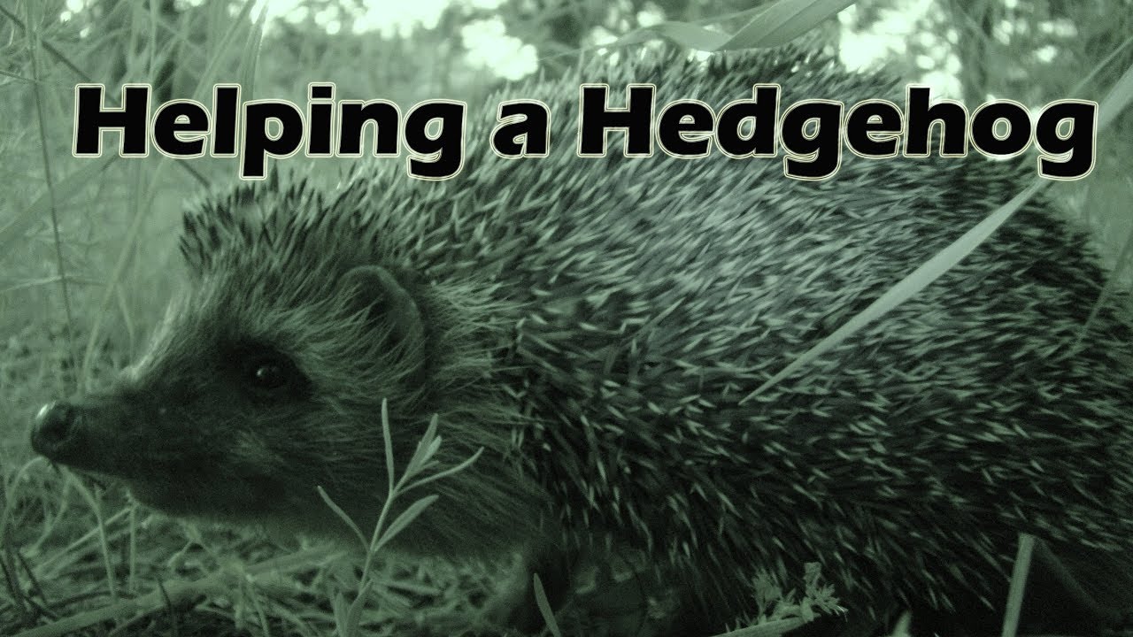 Helping a Hedgehog Part 1 Night Vision Camera YouTube