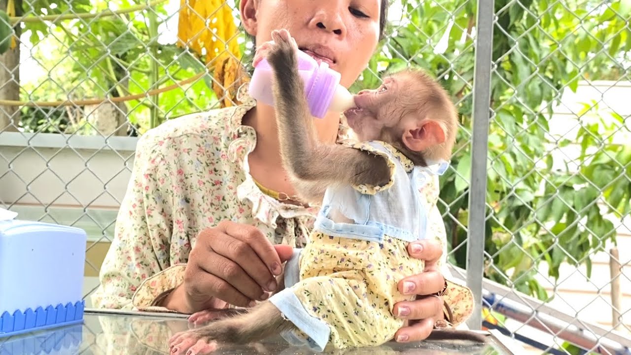 So comfortable!! Little Princess Liora drank all the milk and fell asleep comfortably in her bed