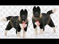 These Are 10 Most Expensive Dog Breeds の動画、YouTube動画。