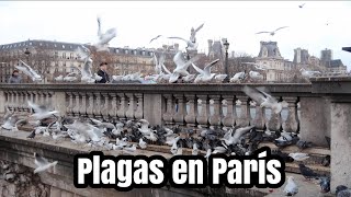 El PARIS DEL QUE NADIE HABLA, plagas de ratas y chinches