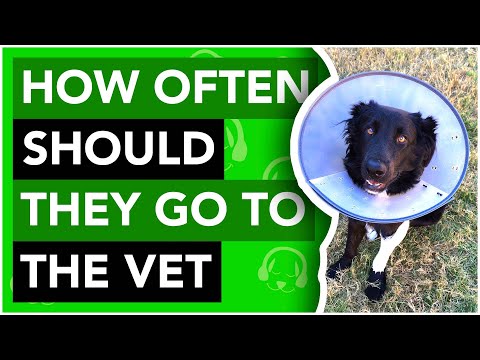 Video: När ska man ta en arbetshund till veterinären?