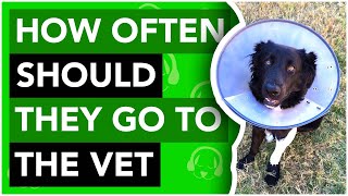 How Often Should You Take Your Dog to the Vet?