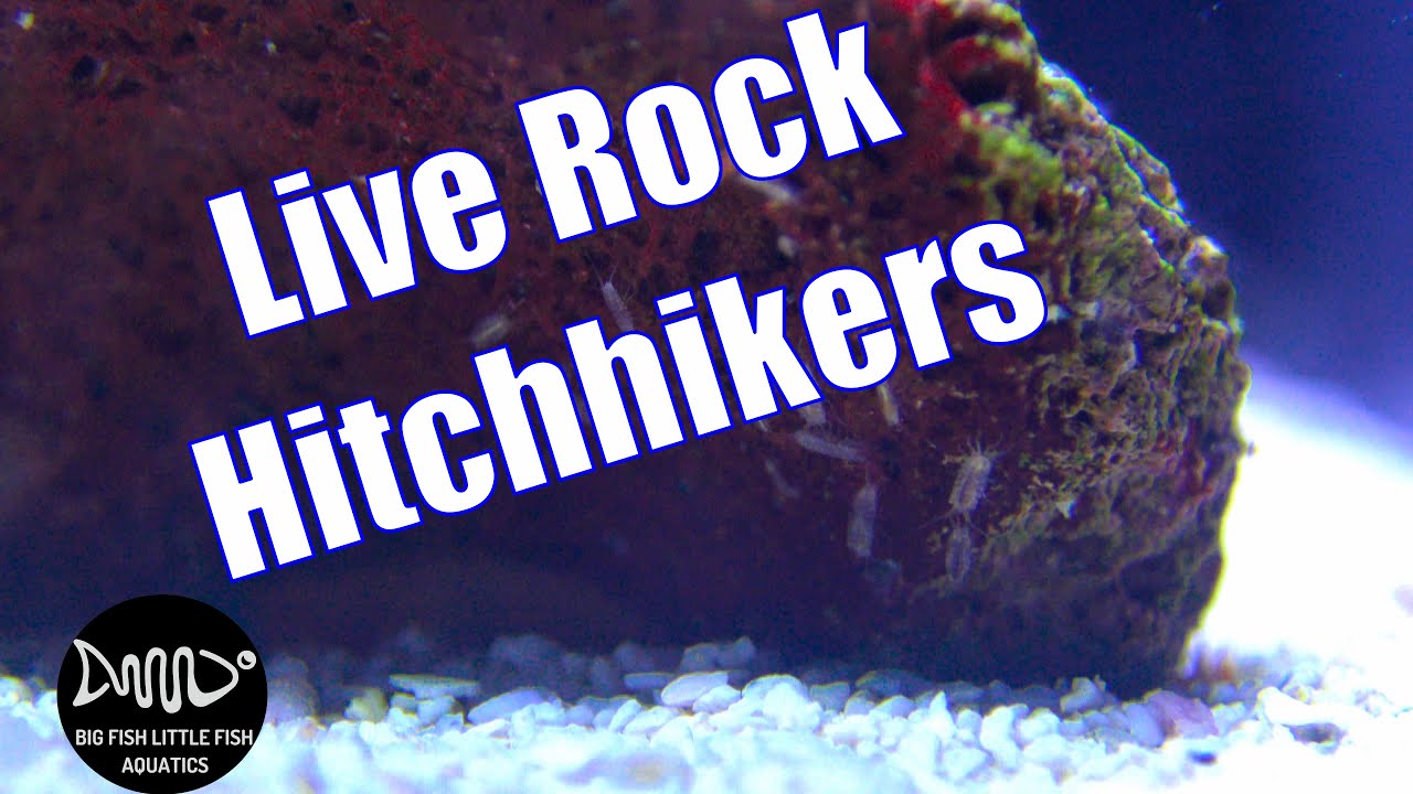Saltwater Aquarium Live Rock Hitchhikers SPOOKY YouTube