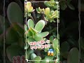 金のなる木/花が咲かない!!/縁起が悪い!?不幸の前兆!?/Succulent