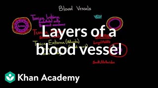 Layers of a blood vessel | Circulatory system physiology | NCLEXRN | Khan Academy
