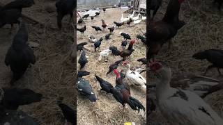 Ayam Kdanung Semi Umbaranayamkdanung peternakayamkdanung ayamkdanungpetelur anakayamkdanung