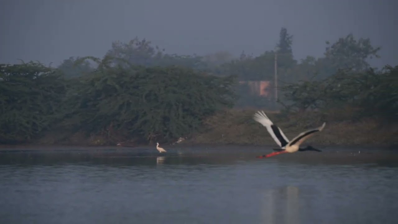 Black-necked Stork Flight in Slow motion