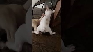 French Bulldogs Fighting