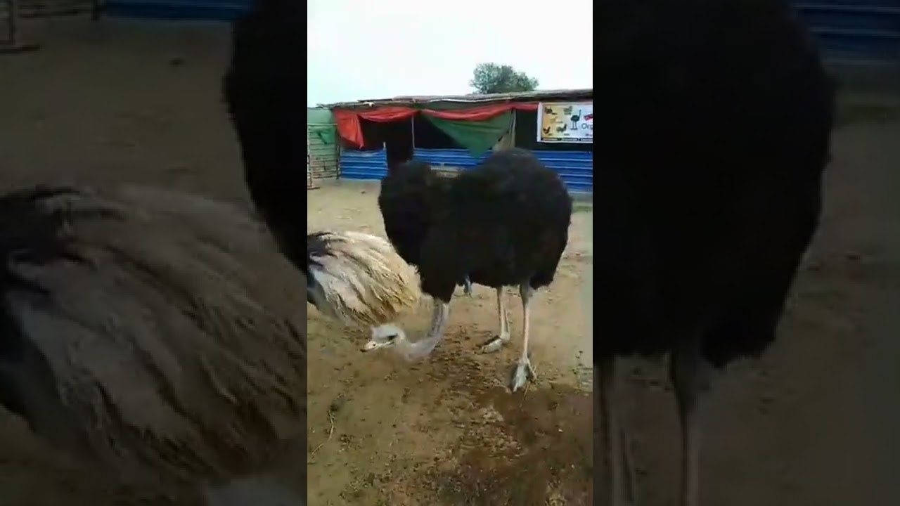 desi aseel and ostrich || natural || beautiful || organic