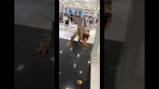 When Dinosaurs Ruled The Earth