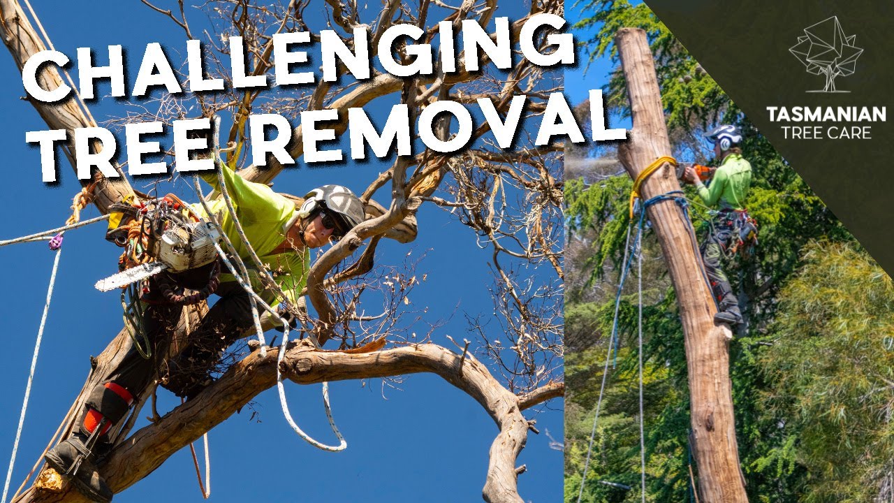 CHALLENGING TREE REMOVAL - YouTube