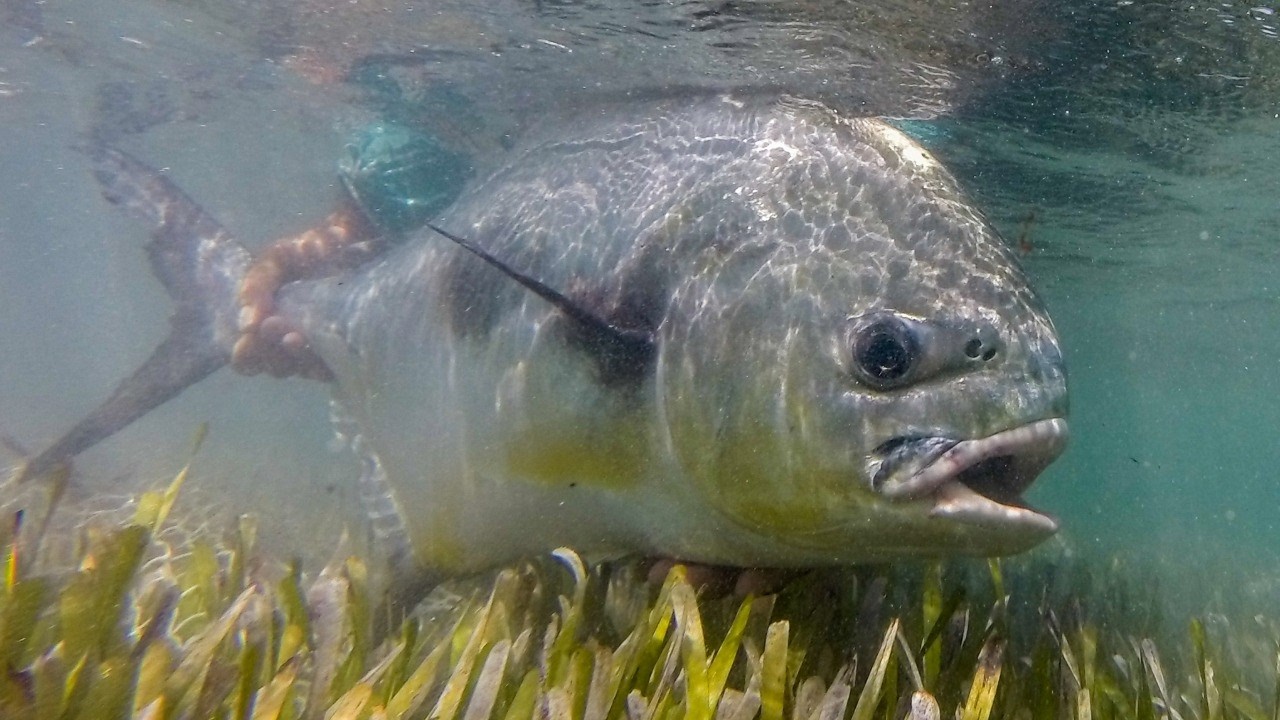 Flats Fisheries of the Mexico's Yucatan | Conserving the Flats with BTT