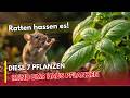 7 vergessene Heilpflanzen gegen Ratten? Das wussten schon alte Bauern!