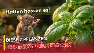 7 vergessene Heilpflanzen gegen Ratten? Das wussten schon alte Bauern!