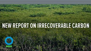New Conservation International report on irrecoverable carbon
