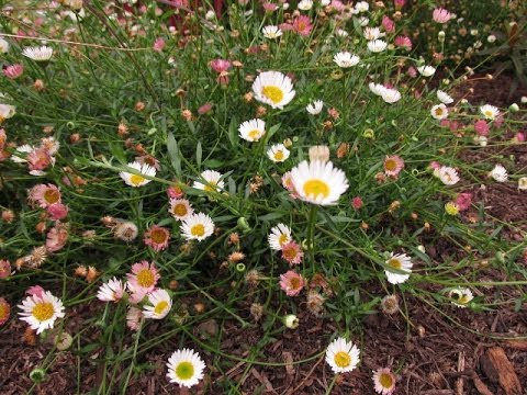 فيديو: ازدهار صغير ولكن وفير من Erigeron