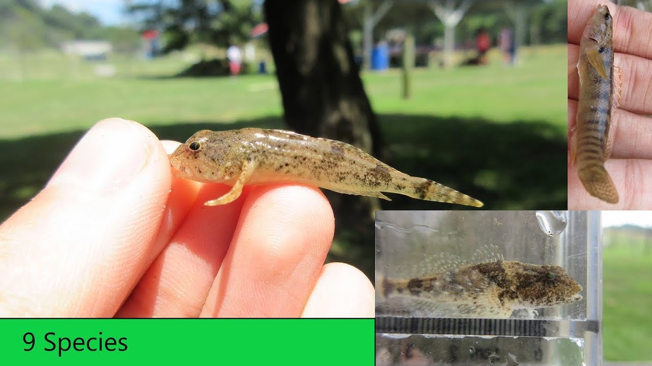 Micro Fishing for Native Sculpins | Fishing for rare species