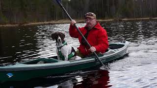 Old Danish Pointer Daisy In A Kayak