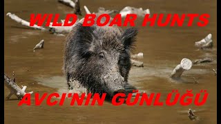 SWAMP WILD BOAR HUNT TURKEY ÇORLU/BATAKLIKTA DOMUZ AVI 🐖🐶