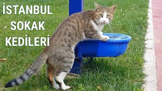 Sokaklardaki Su Kaplarından Su İçen Sokak Kedisi by istanbul stray cats 321 views 3 years ago 48 seconds