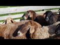 Купка овец