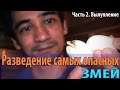 Разведение самых опасных змей. Долгожданное вылупление малышей тайпанов!