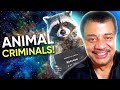 Cosmic Queries – Animal Outlaws & Rats' A**es with Neil deGrasse Tyson and Mary Roach