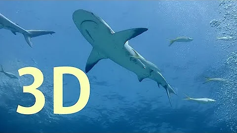 In 3D, Bahamas Sharks - An Underwater 3D Channel Film