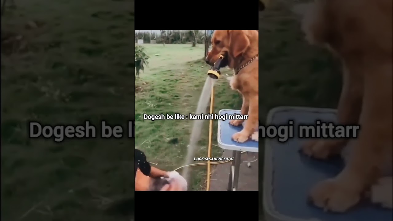 dogesh bhai ke hote kami nahi hogi 😂 dog funny video 