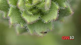 How an insect-eating plant is proving Charles Darwin right 150 years later