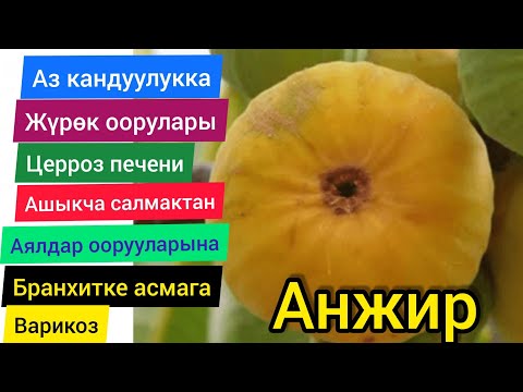 Video: Анжир дарагынын мөмө бербешинин себептери