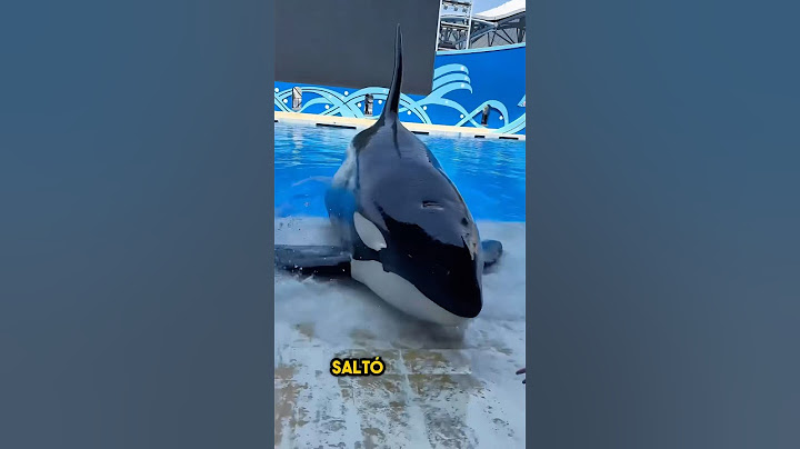 La repentina aparición de una ballena ❤️