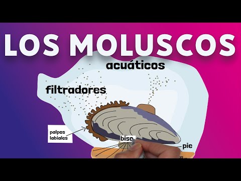 Video: ¿Qué es la detorsión en zoología?