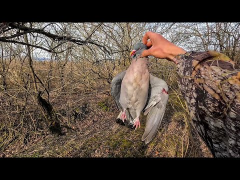 ნადირობა კახეთში 🌤 ქედანზე დახურვა 2024 თებერვალი🦆 ცოტა იხვიც ვნახეთ რაც მთავარია შედეგიანი გასვლაა.