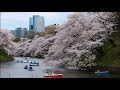 あの桜は_ 闇音レンリ_take2