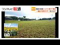 真夏の絶景「ひまわり畑」180万本が&ldquo;全滅&rdquo; 防犯カメラに食い荒らすシカ 恒例のまつりは中止視野 福島・郡山布引風の高原(2026年07月30日)