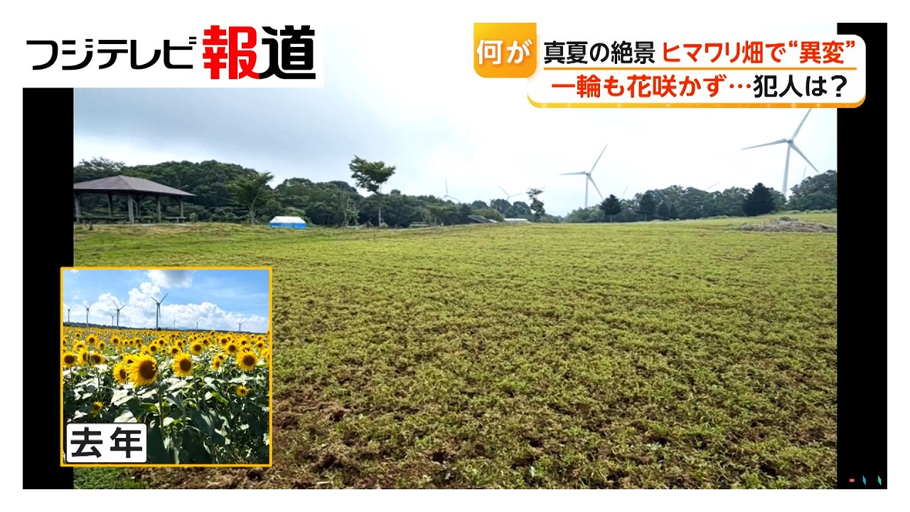 1.8 Million Sunflowers 
