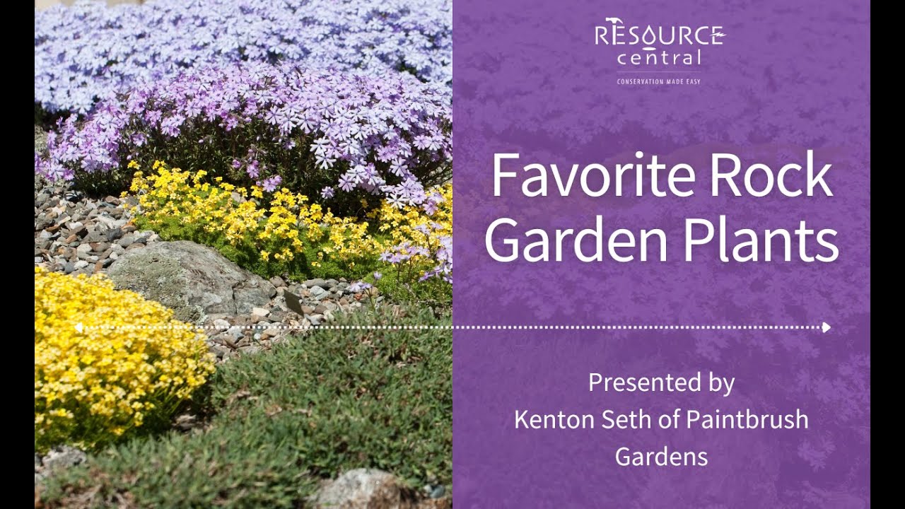 Favorite Rock Garden Plants