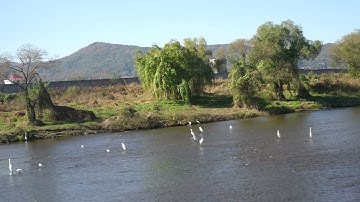 20251103 1241 동물 새 백로 무리 모란역 근처 f22 iso320 fullframe 4k 60p 흔들림 보정 끔 C0232