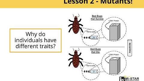 Mi-STAR: Unit 8 1 Synopsis Video
