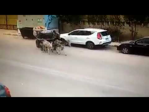 الى قادرة على التحدى