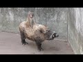 イノシシの上に乗るニホンザル (羽村市動物公園) 2018年4月8日