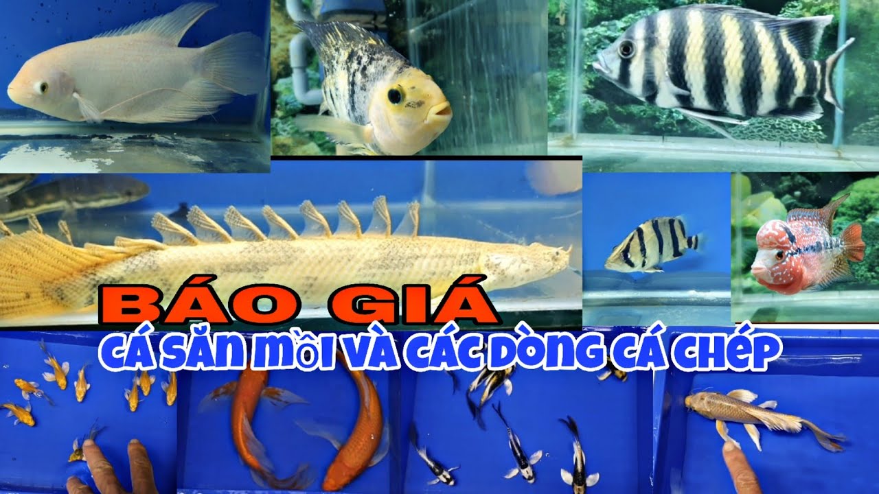 BÁO GIÁ CÁ SĂN MỒI VÀ CÁC DÒNG CÁ CHÉP.