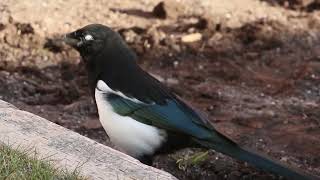 Magpie doing stone transportation by Happy Hopping 780 views 3 weeks ago 1 minute, 50 seconds