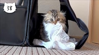 Our cute kitten seems to like a laundry net. Elle video No.38 by Cute Kitten Elle 831 views 2 weeks ago 2 minutes, 40 seconds